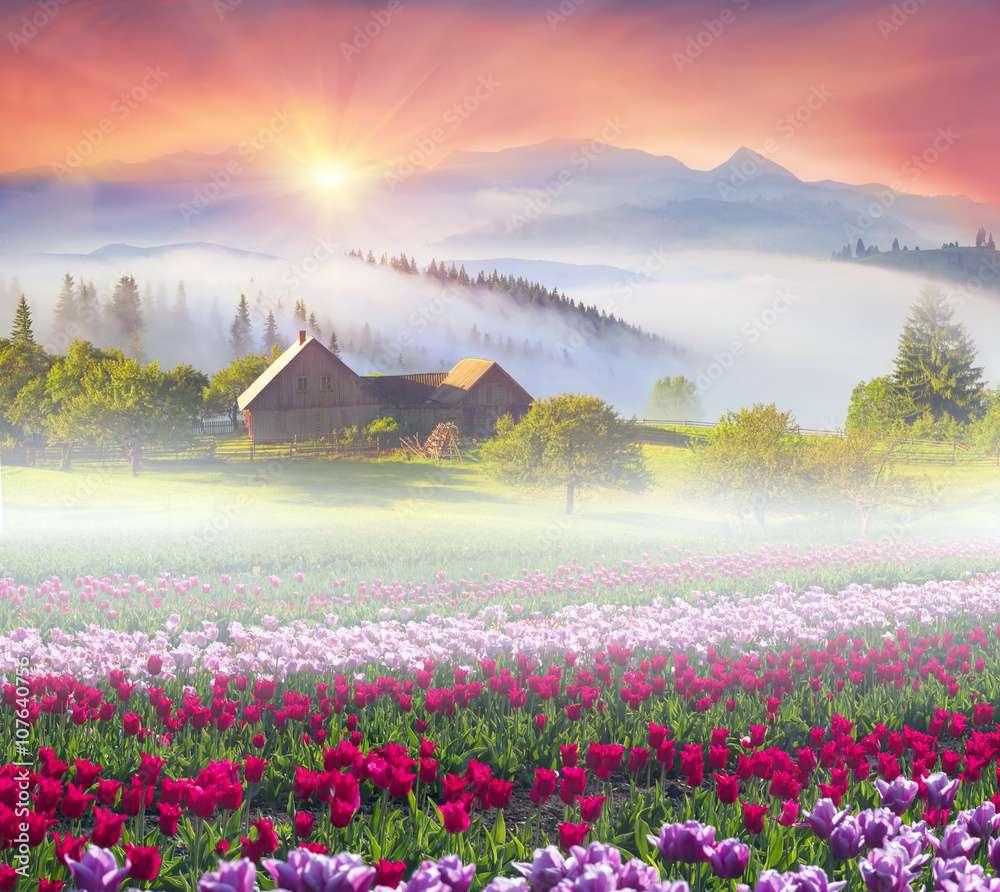 Pole Tulipanów puzzle online