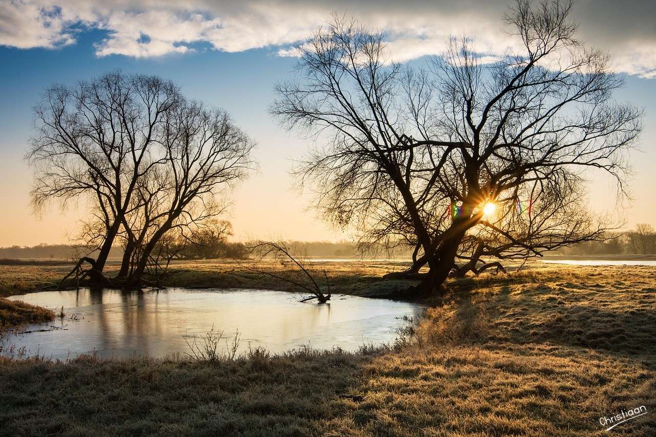 Nature, tree, landscape. online puzzle