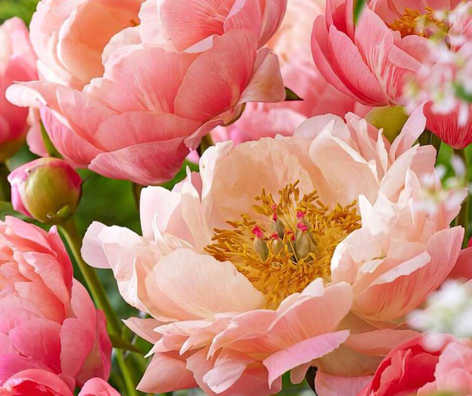 ピンクの牡丹 ジグソーパズルオンライン