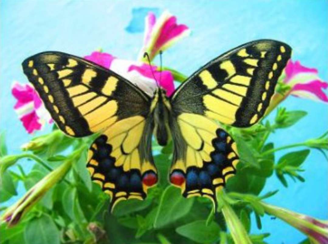 Motyl Na Kwiatku puzzle online