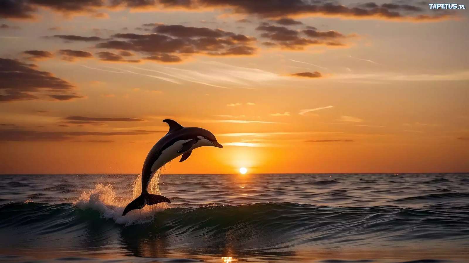 Delfin, Morze, Zachód słońca puzzle online