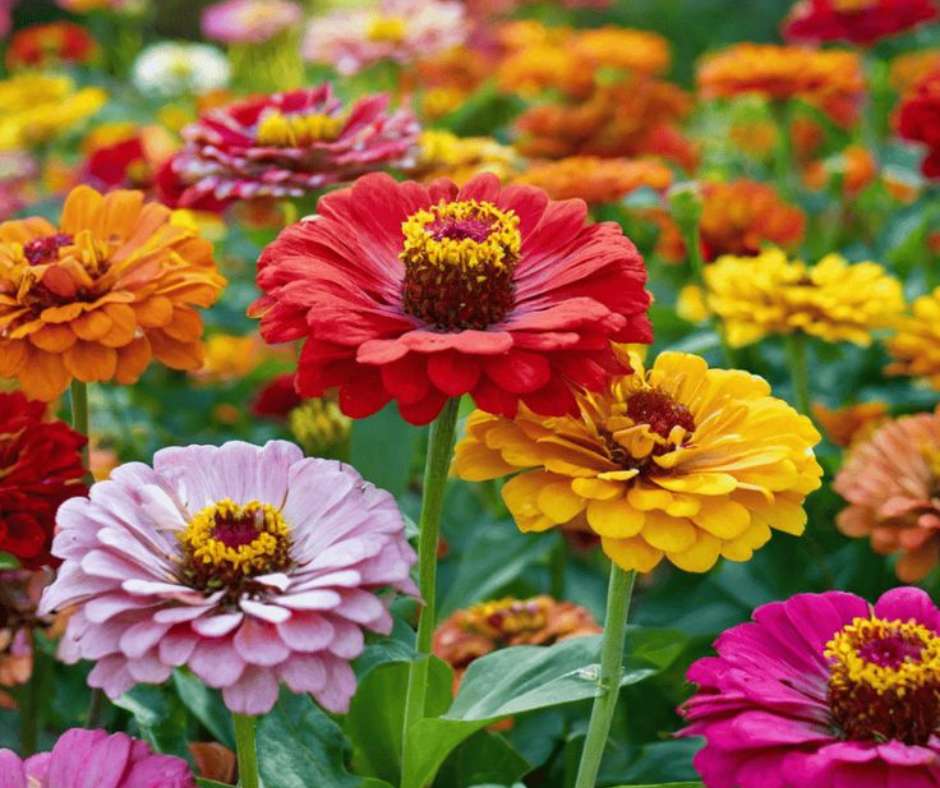 Pole Zinnias puzzle online