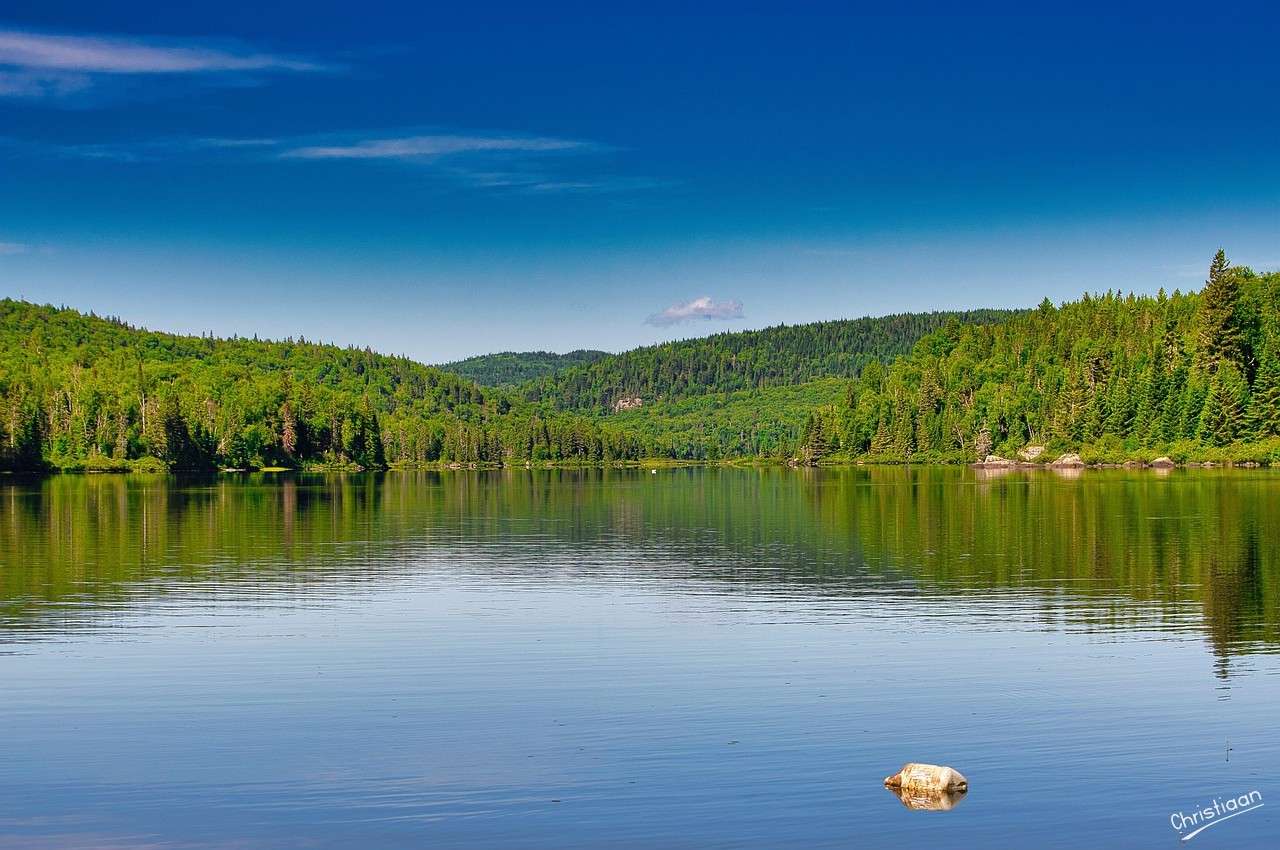 Trees, more, nature reserve. jigsaw puzzle online