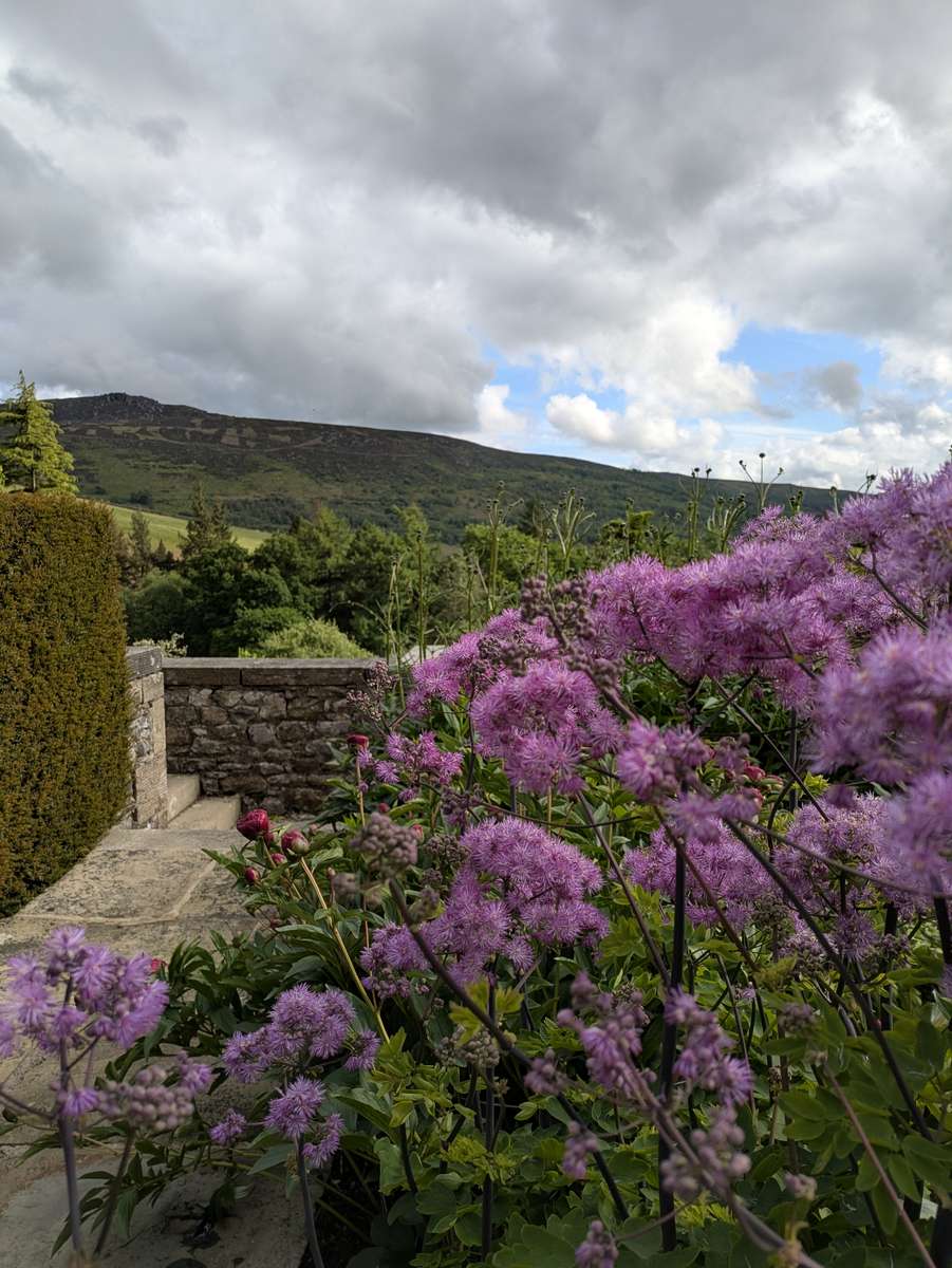 Purple Rhododendron 14 puzzle online