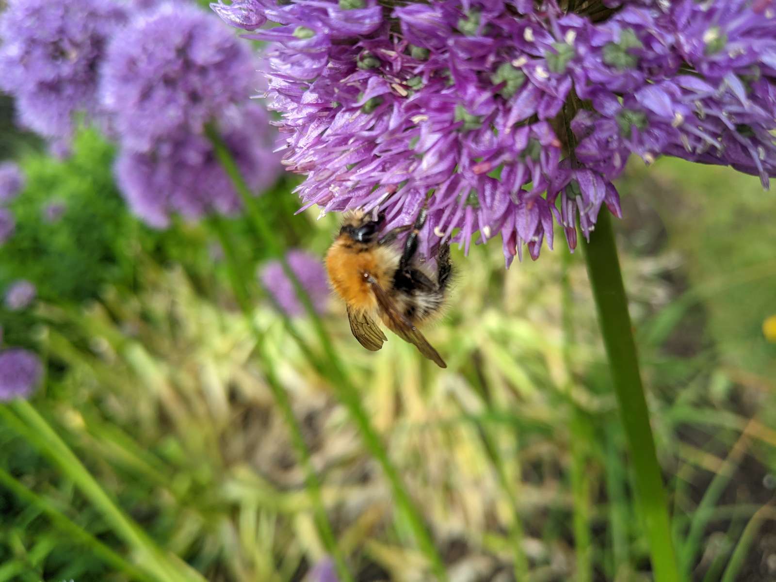 Bumble Bee on Purple Flower 17 puzzle online