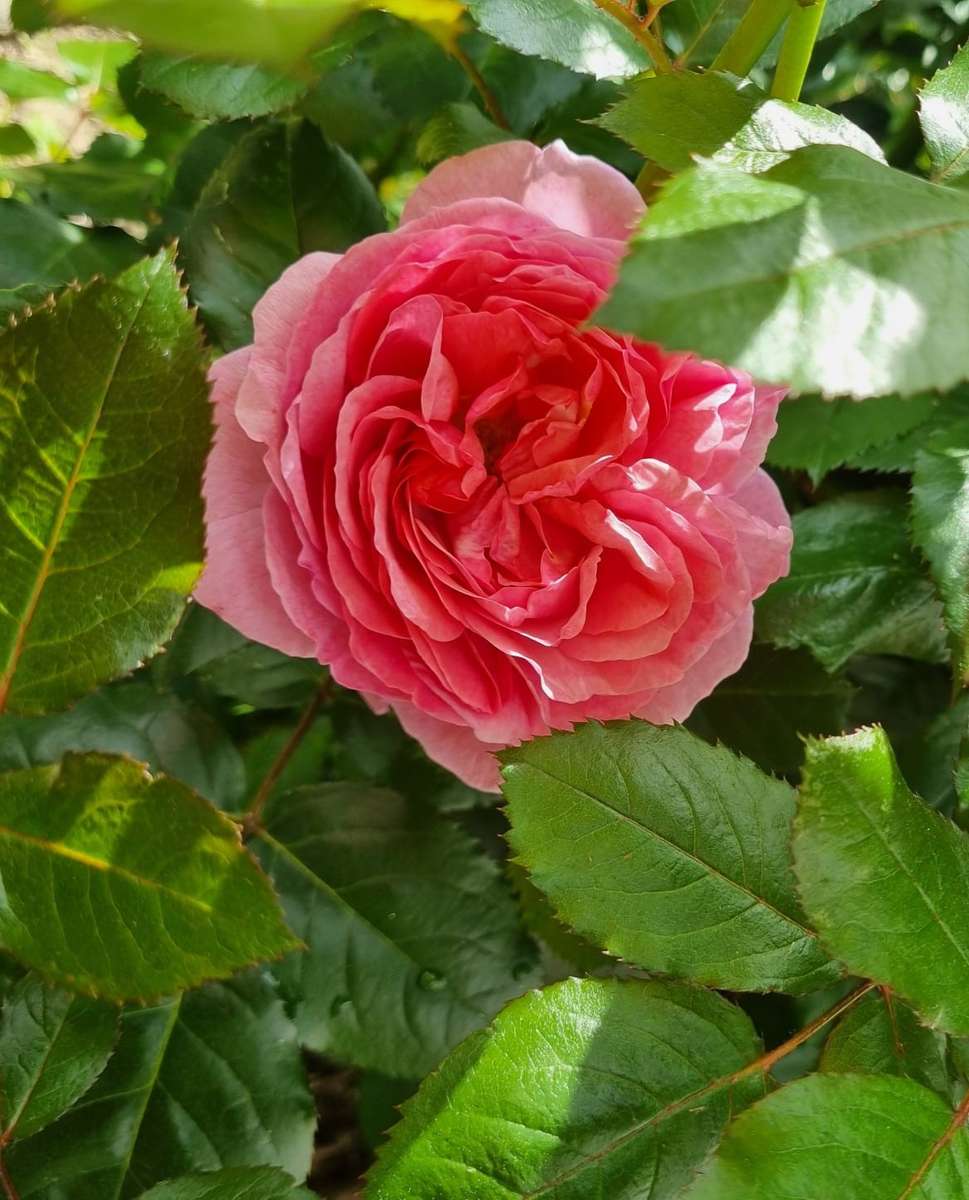 róża w cieniu liści puzzle online