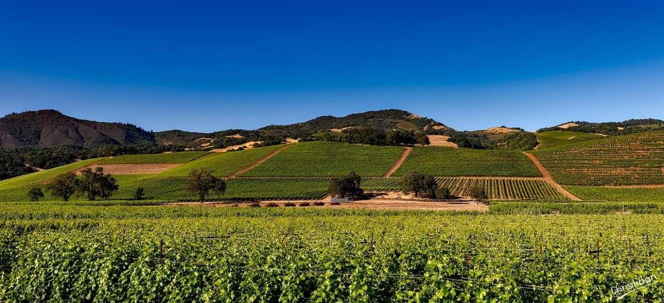 Vineyards, Napa Valley, Kalifornia. puzzle online