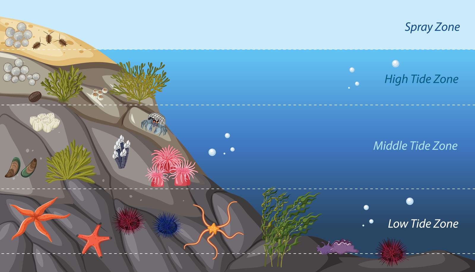Écosystème marin puzzle en ligne