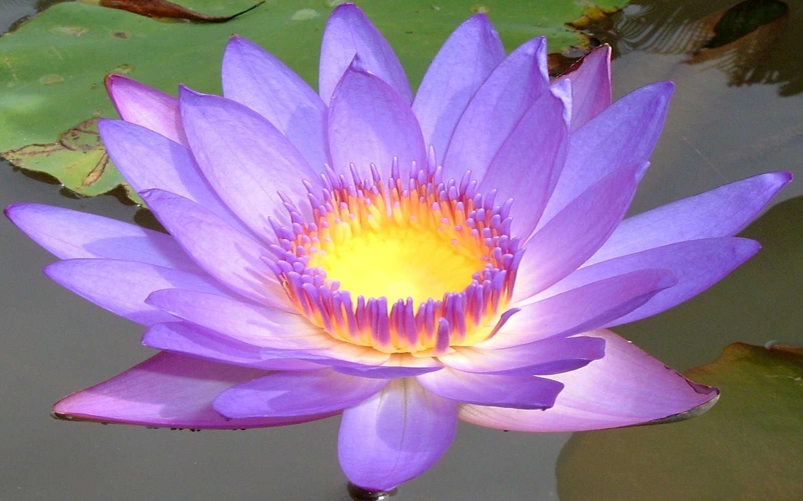 kwiat lotosu puzzle online