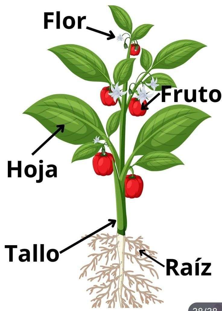 La planta puzzle online