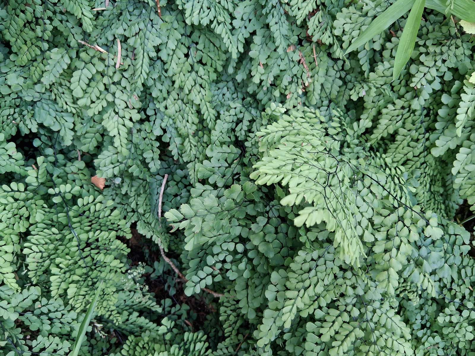 Adiantum puzzle online