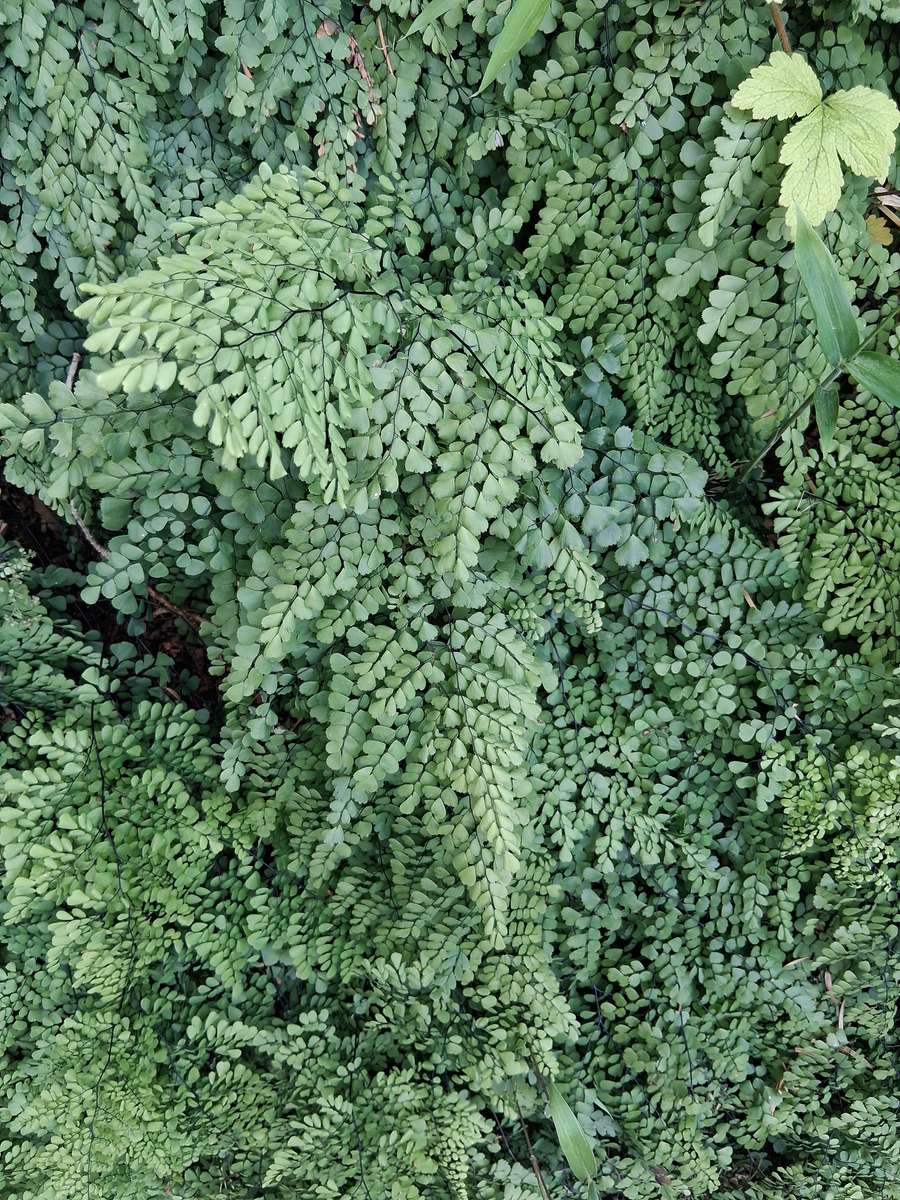 Adiantum détail puzzle online