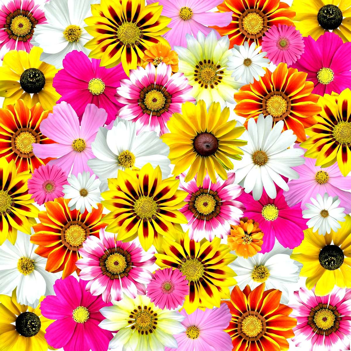 Kwiaty są piękne! puzzle online