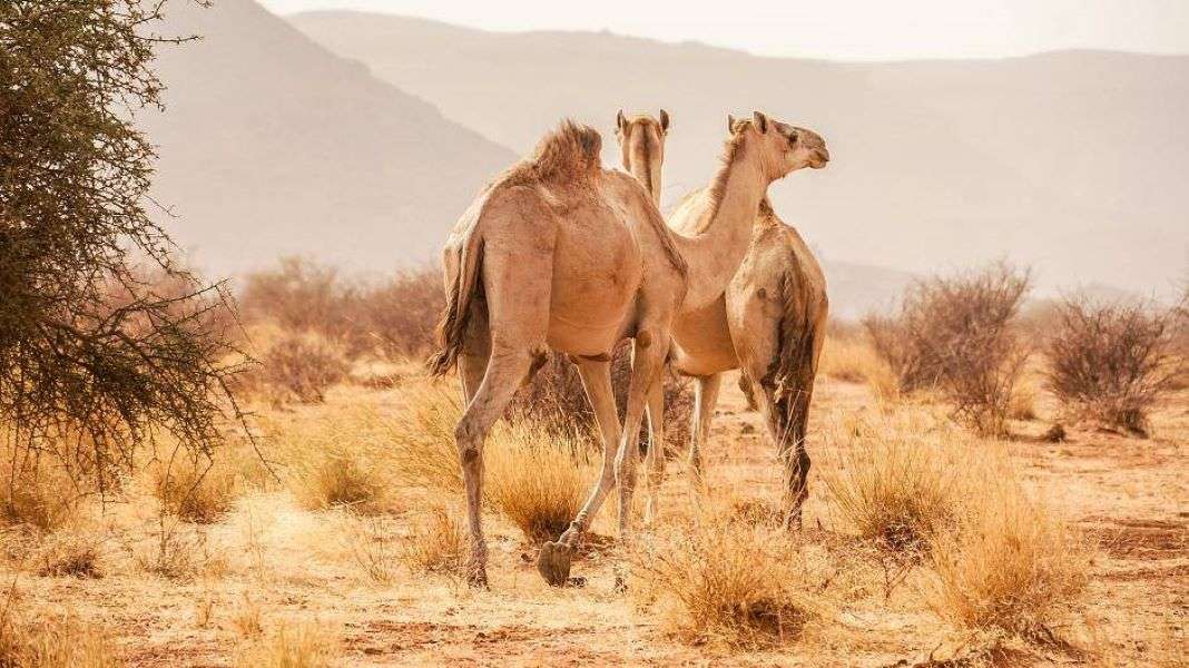 Sudan wielbłądy na pustyni stepowej puzzle online