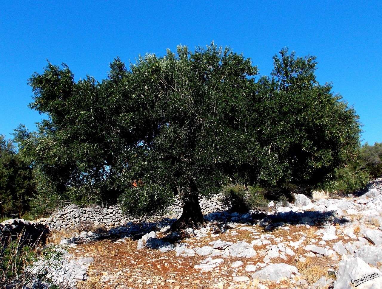 Wyspa Rab, drzewo oliwne. puzzle online
