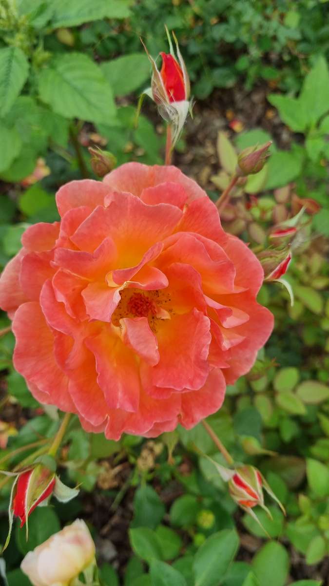 風疹 ジグソーパズルオンライン