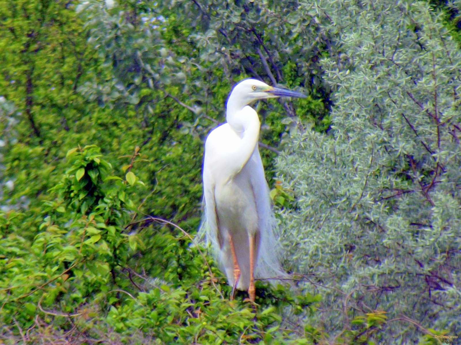 ダイサギ ジグソーパズルオンライン