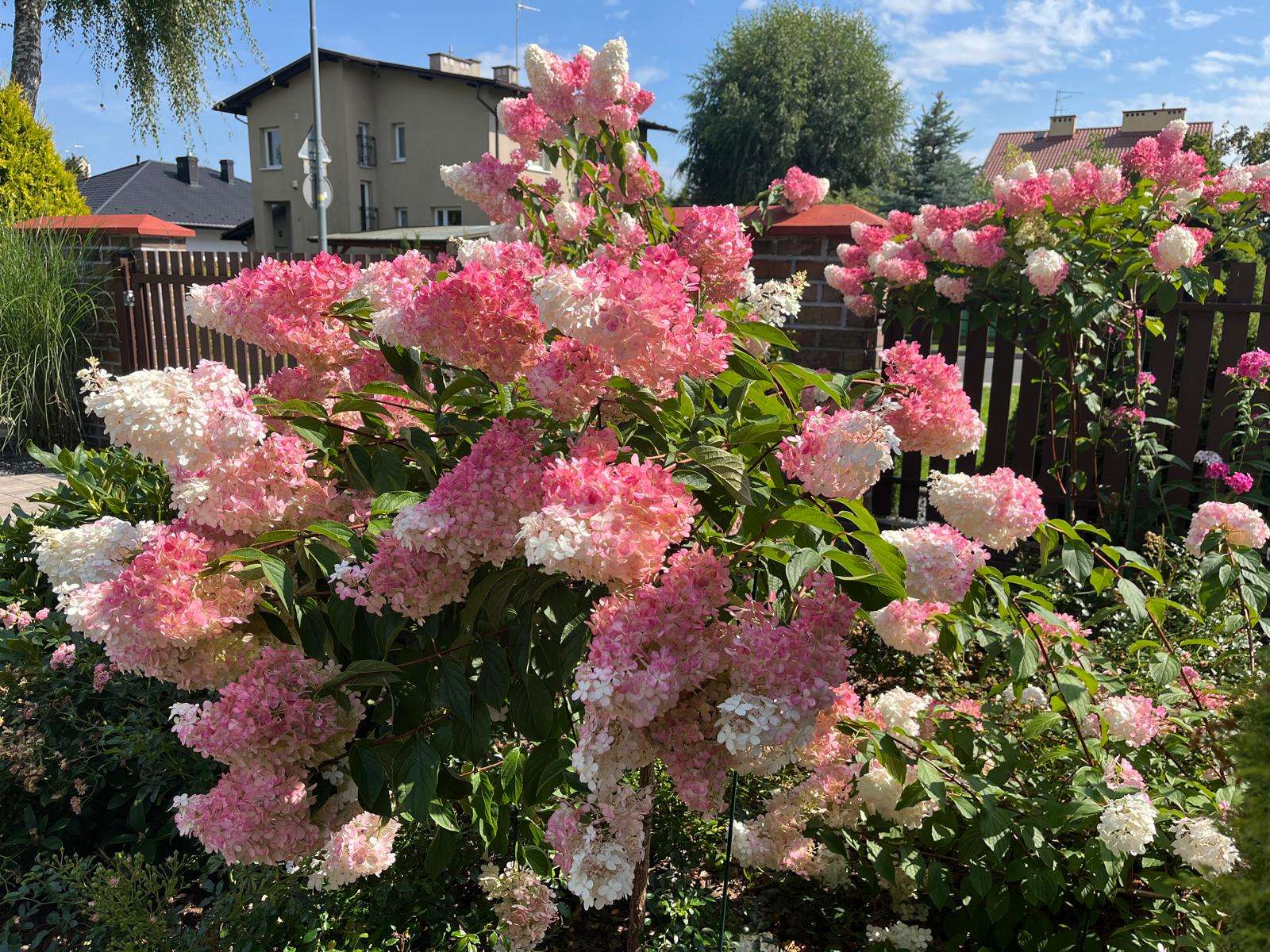 庭の緑豊かなアジサイ オンラインパズル