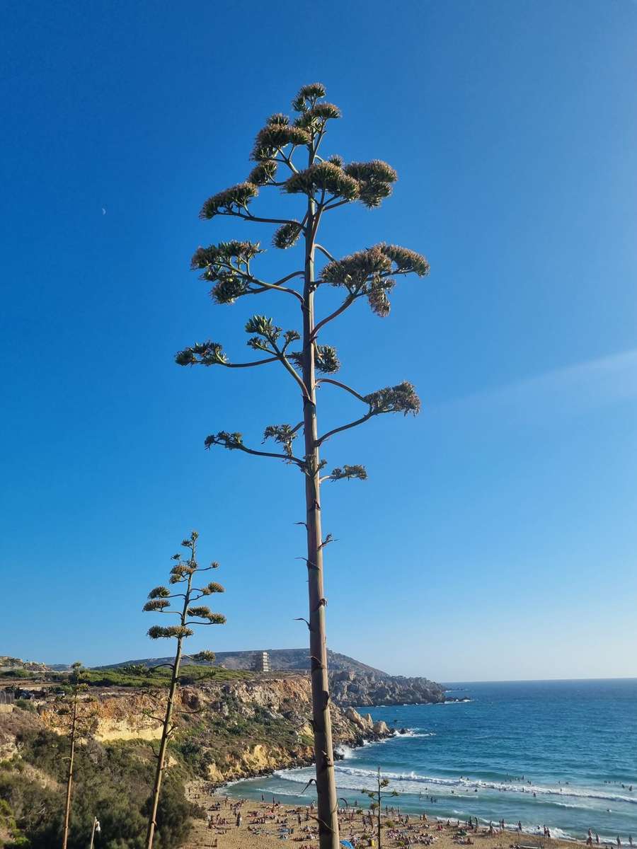 熱の背景に対してリュウゼツランの花 オンラインパズル