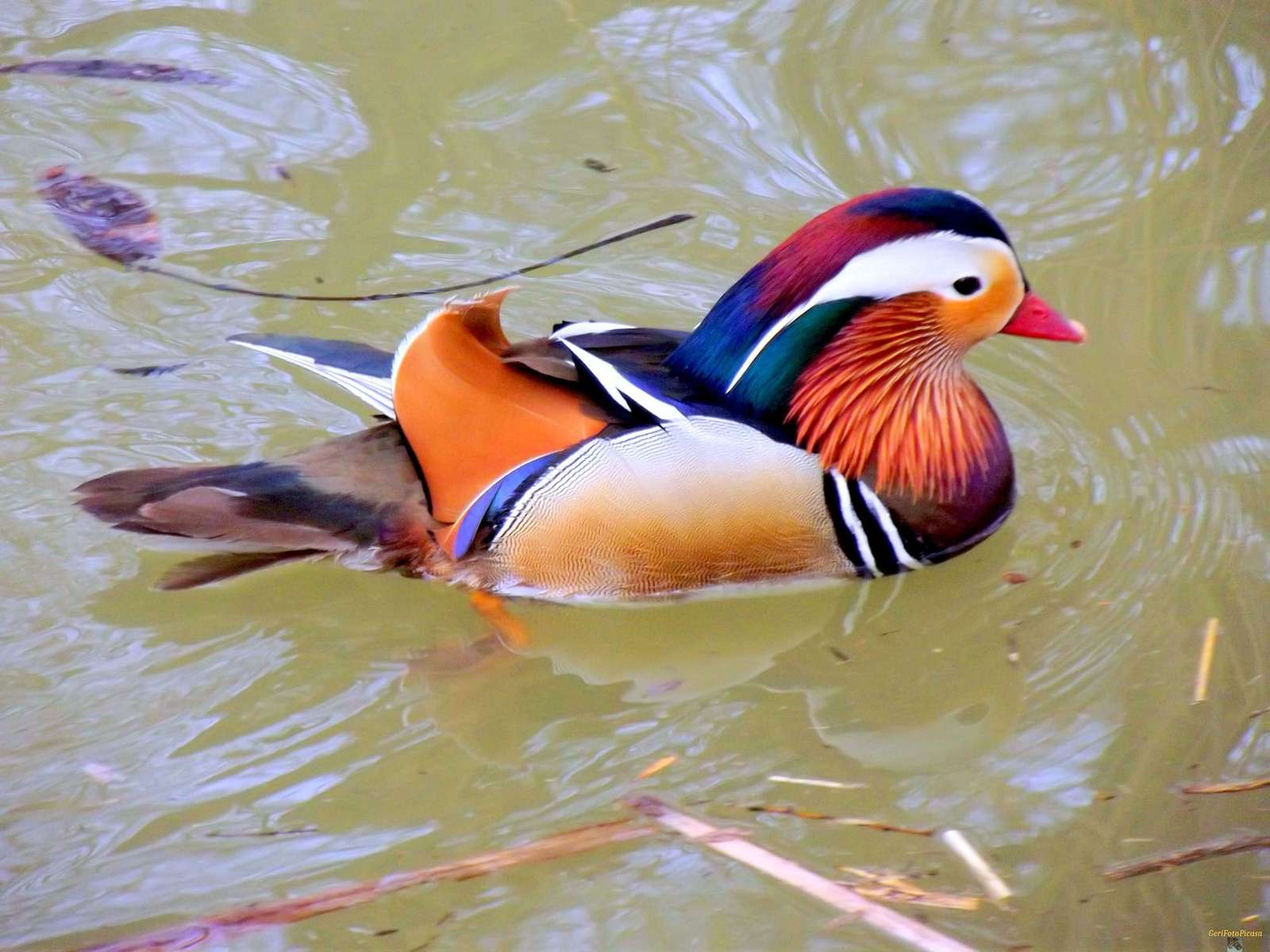 オシドリ ジグソーパズルオンライン