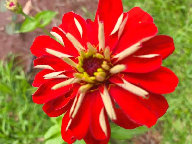 Czerwony kwiat puzzle online