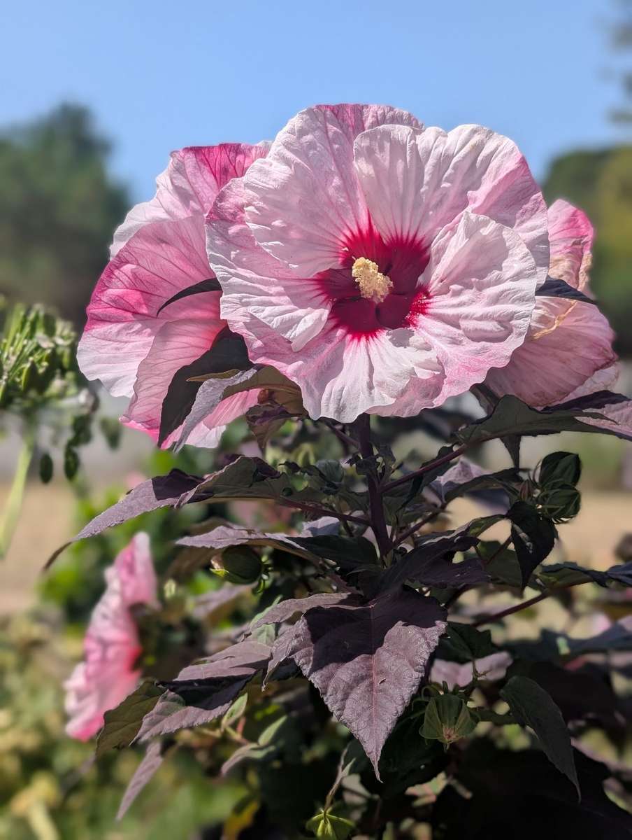 スワンプハイビスカス オンラインパズル