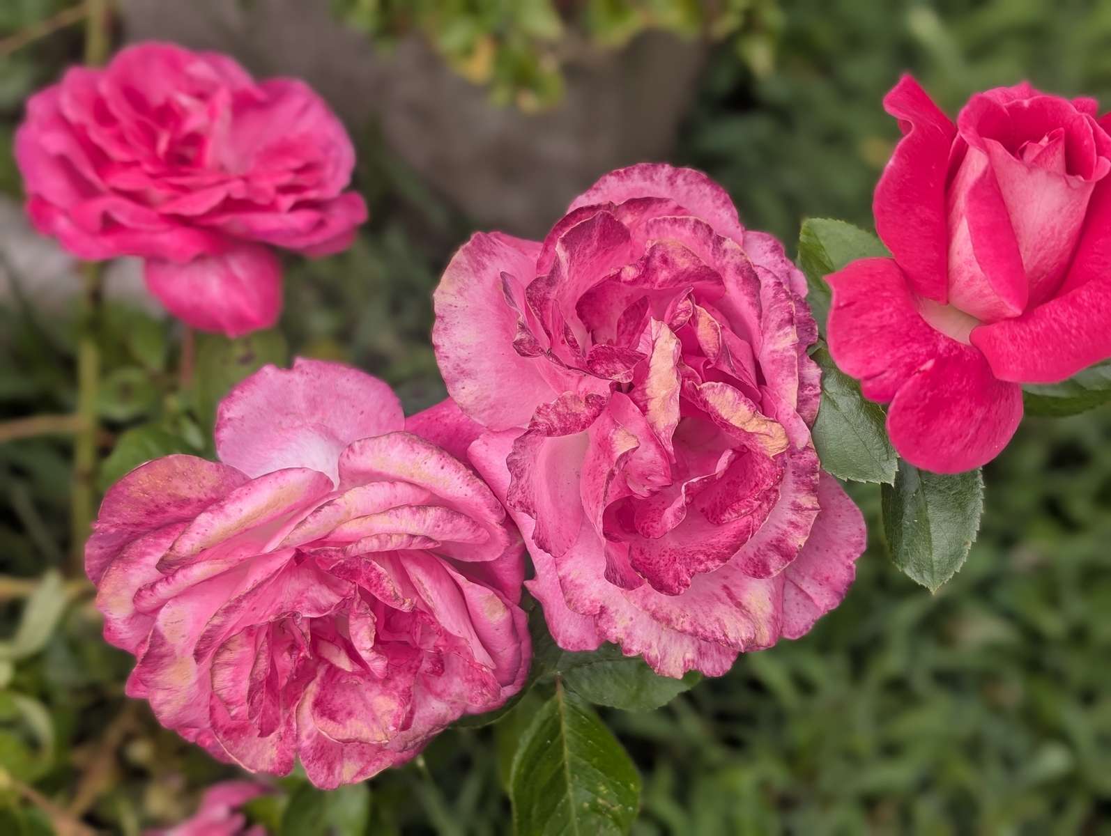 Bush of Roses puzzle online