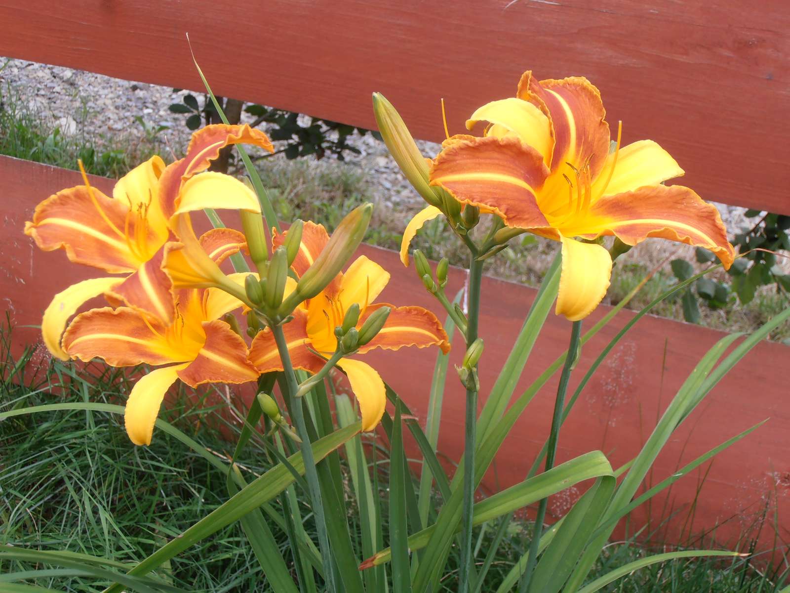 黄色の虹彩 ジグソーパズルオンライン