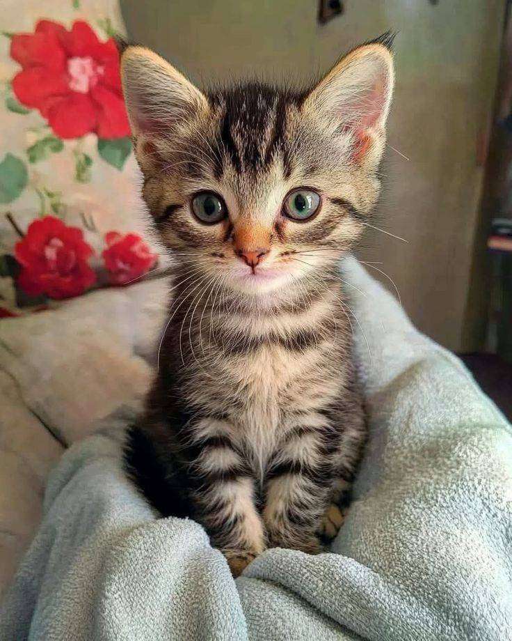 kedves cica online puzzle