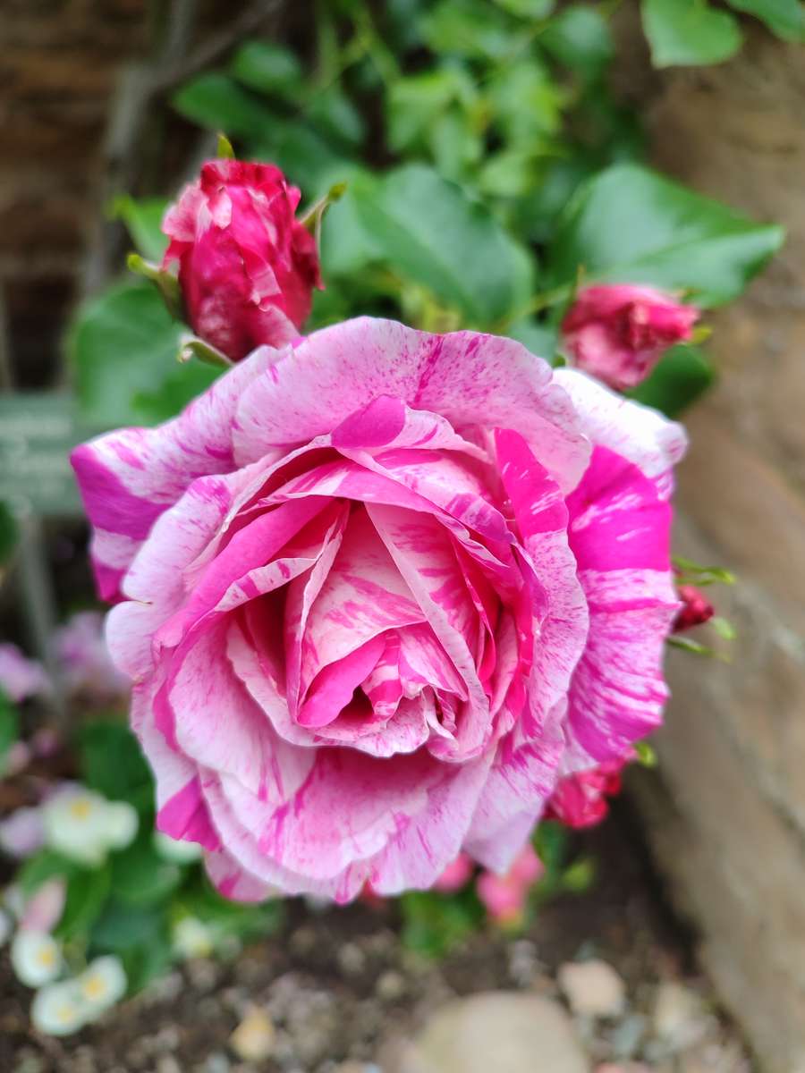 Pink-weiße Rose - rompecabezas en línea