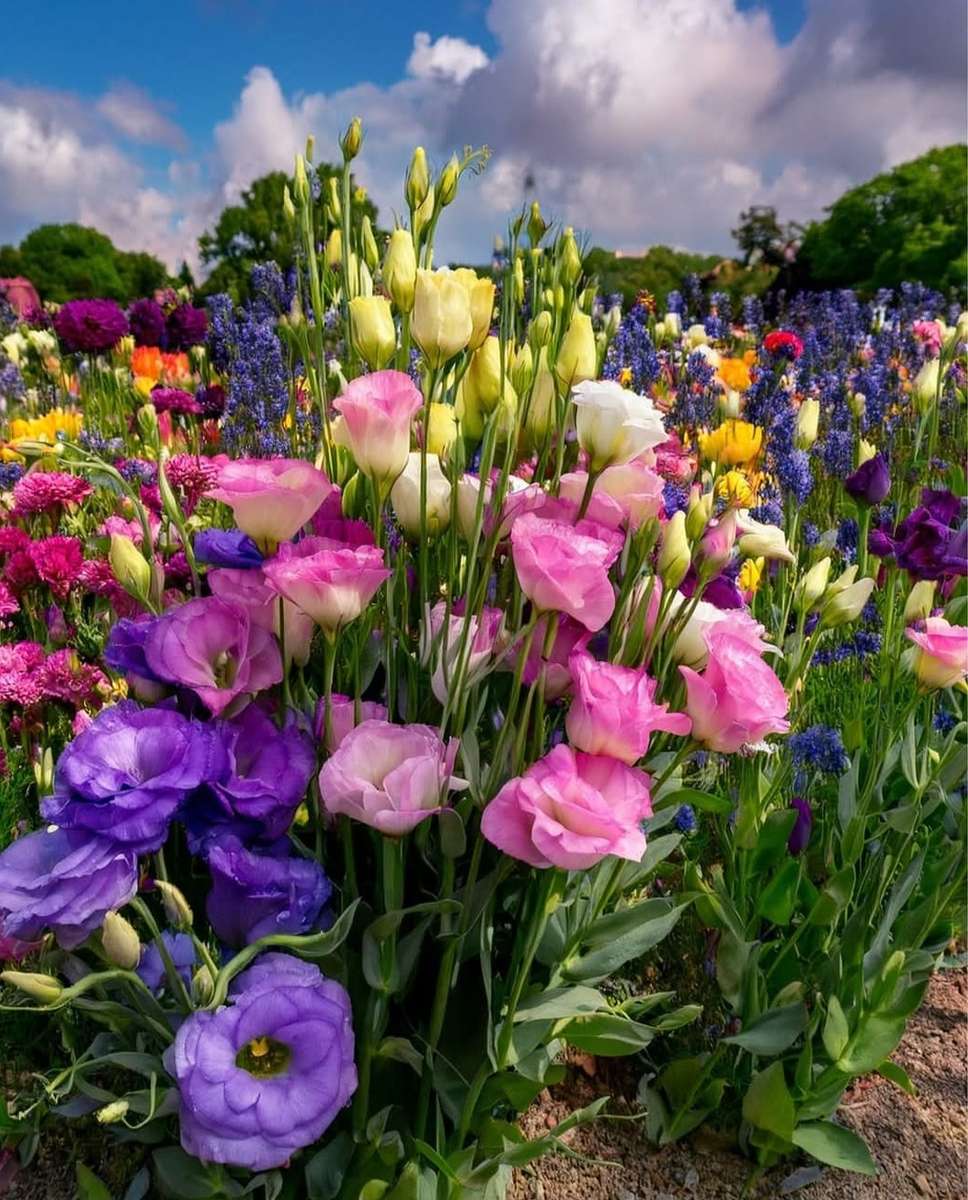 花がいっぱいの草原 オンラインパズル