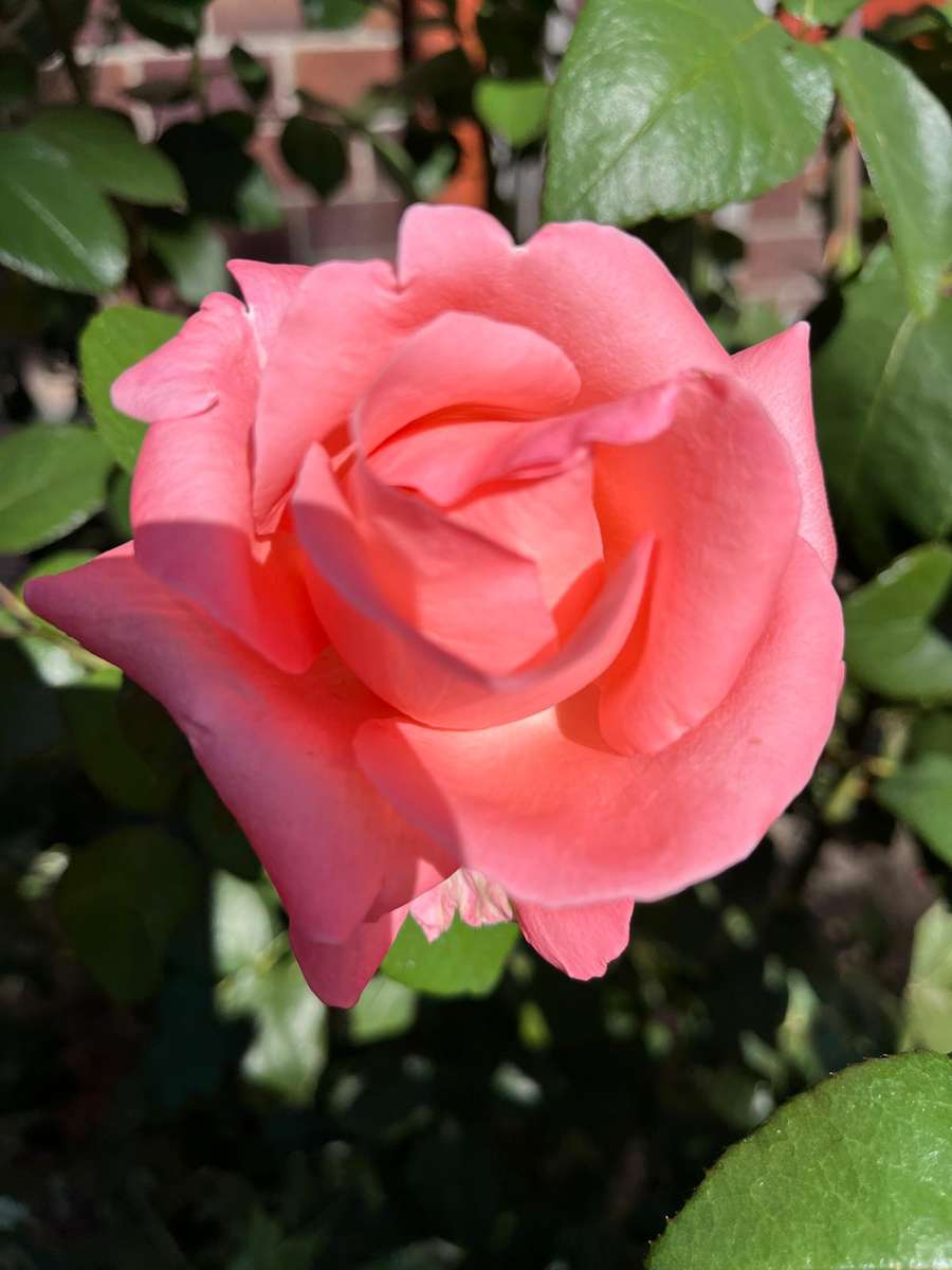 ノーブルピンクローズ ジグソーパズルオンライン