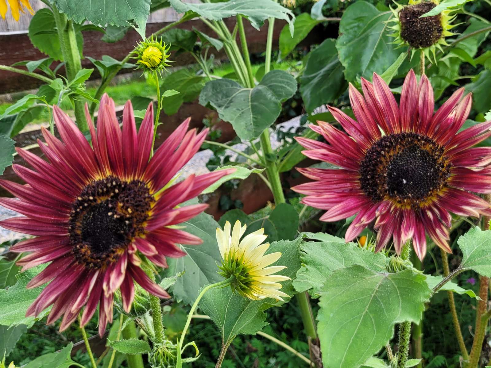 ひまわりミックス ジグソーパズルオンライン