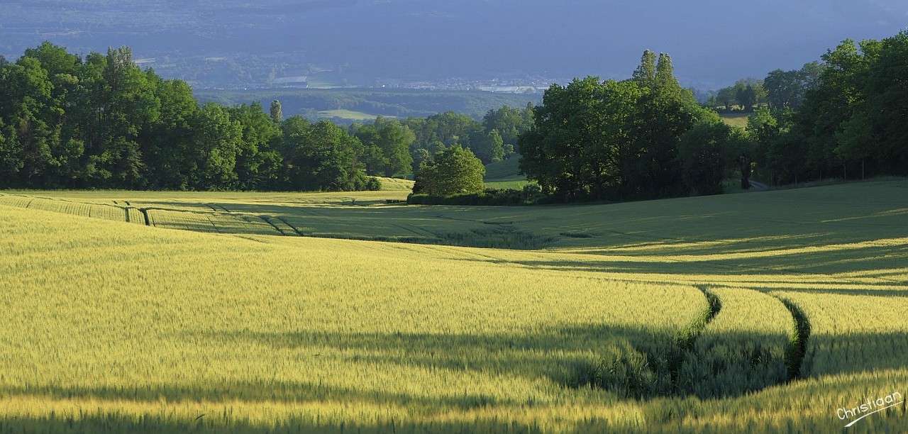 小麦、地面に、コレンベルド。 オンラインパズル