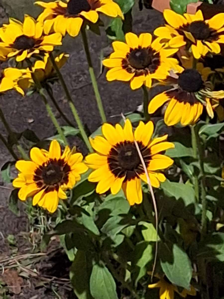 ひまわりではありません オンラインパズル