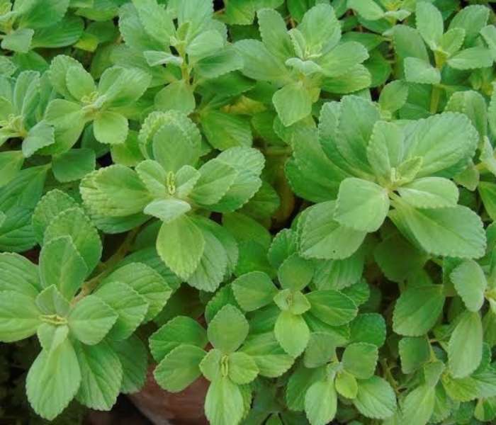 ボールドチャ オンラインパズル