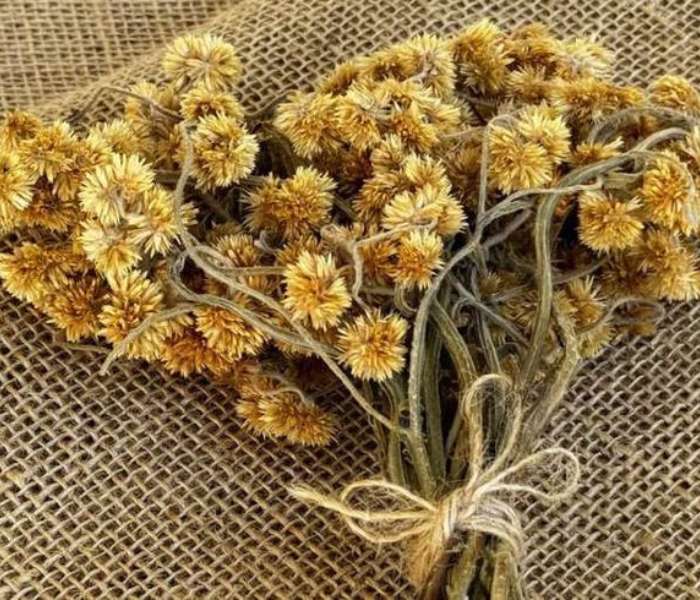 マセラチャ ジグソーパズルオンライン