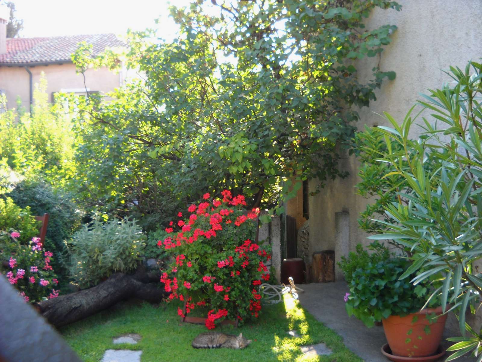 日陰で子猫 ジグソーパズルオンライン