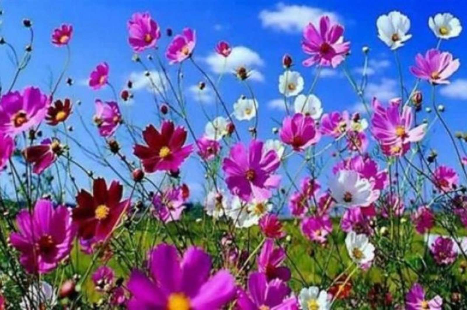 フラワーズ     。 オンラインパズル