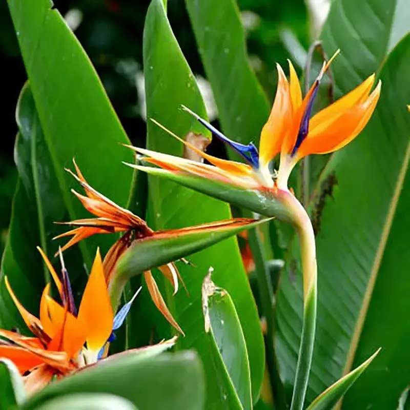 かわいい通り ジグソーパズルオンライン