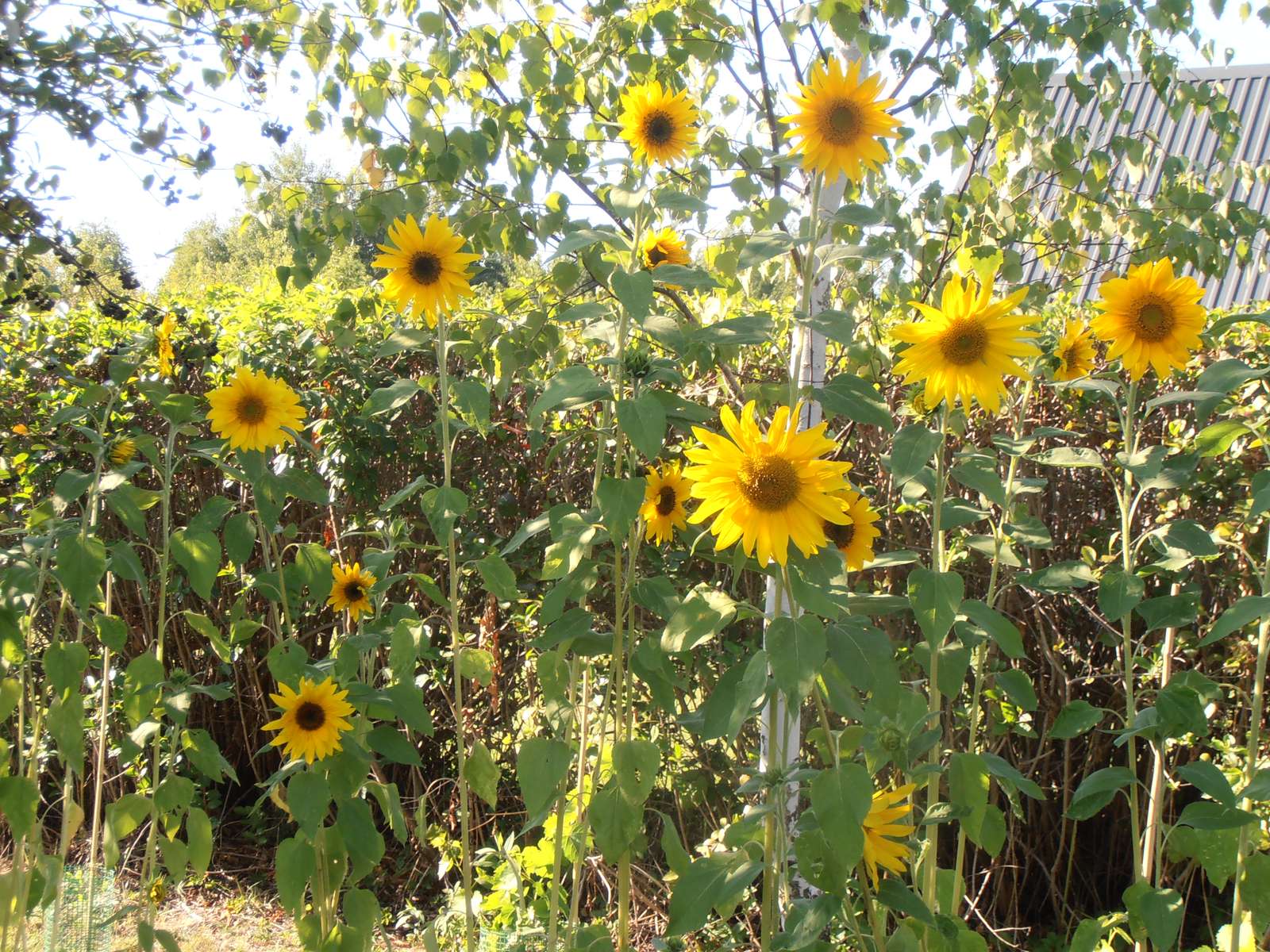 ひまわり ジグソーパズルオンライン