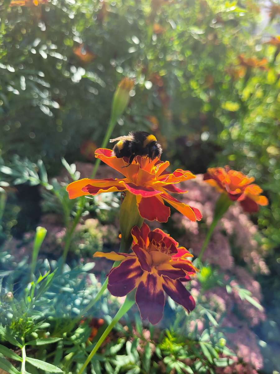 trzmiel na aksamitce puzzle online