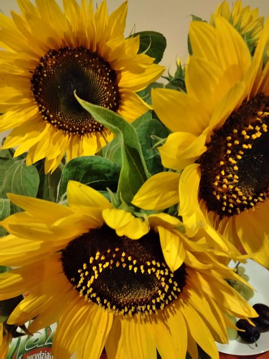 ひまわり ジグソーパズルオンライン