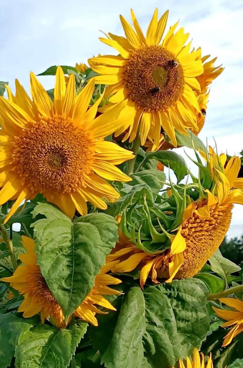 庭のひまわり ジグソーパズルオンライン