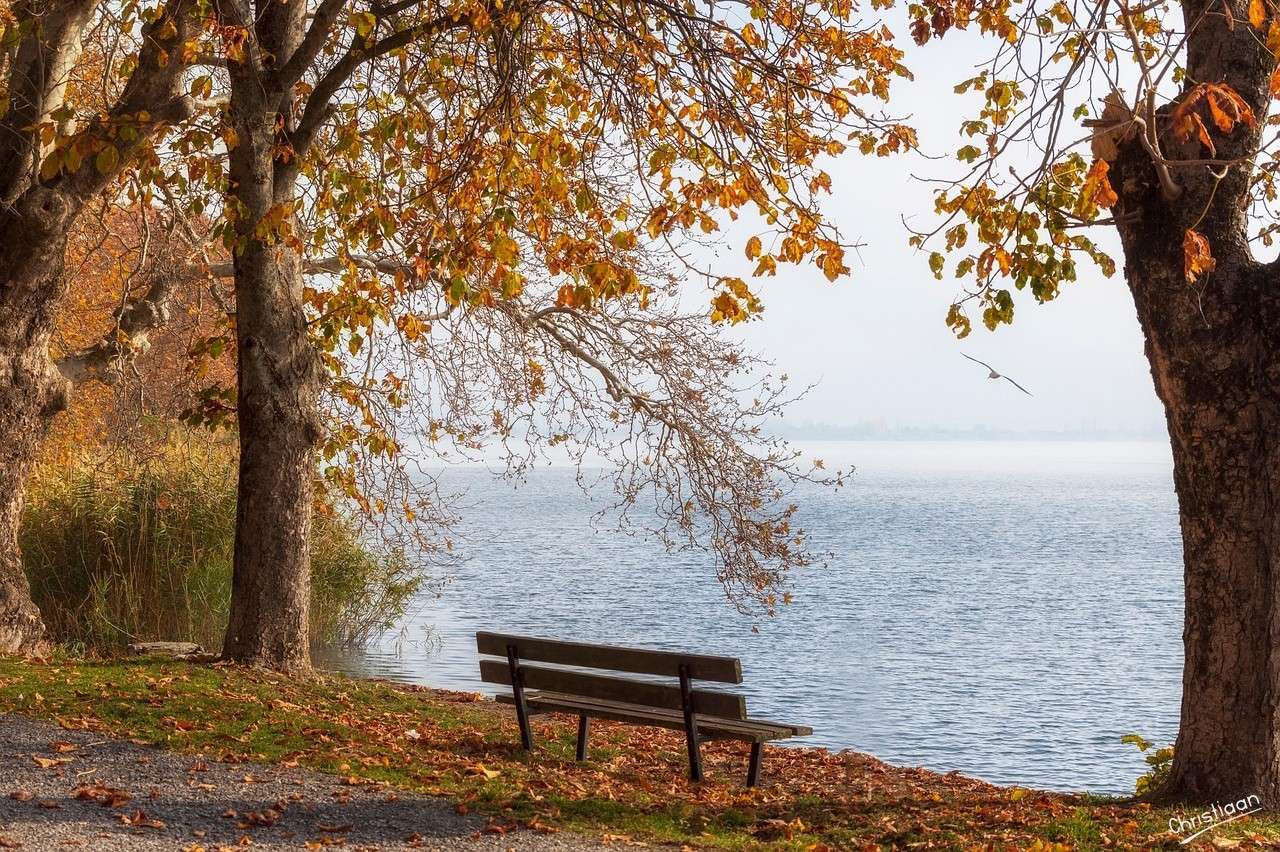 より多くの自然、木。 ジグソーパズルオンライン