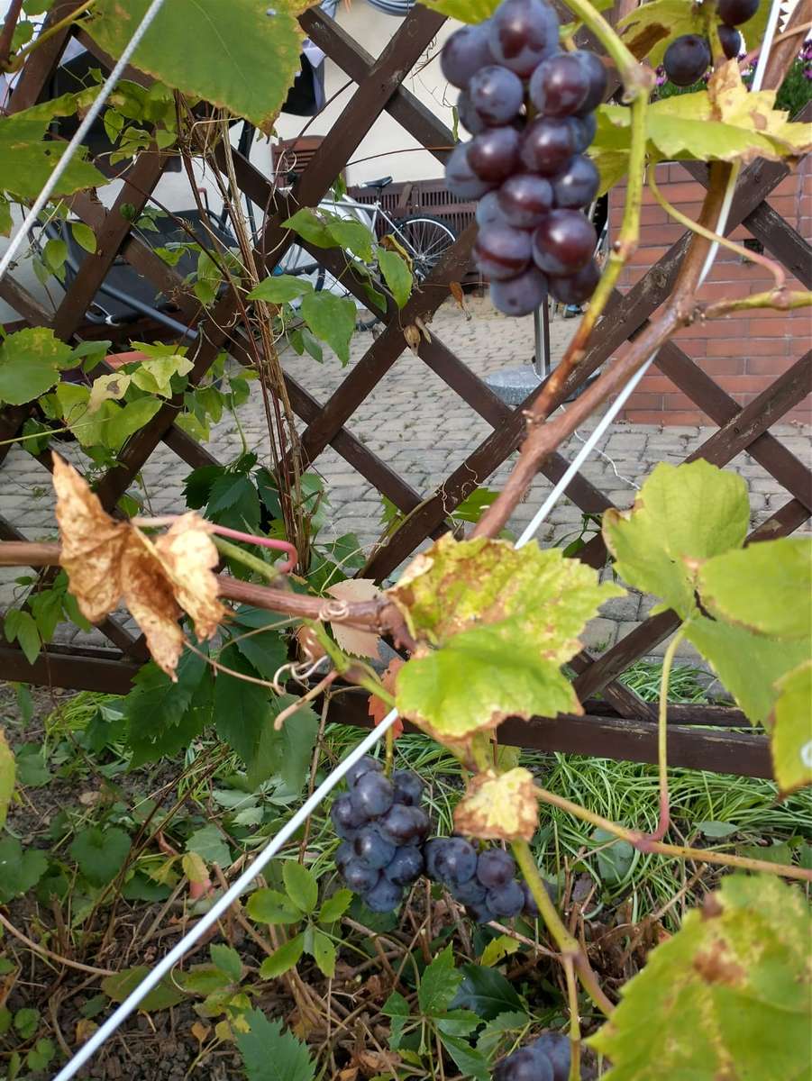 грозде на терасата онлайн пъзел