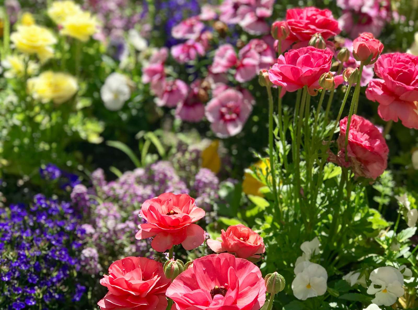 色とりどりの花 ジグソーパズルオンライン