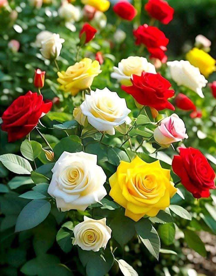 バラは最も美しい花です オンラインパズル