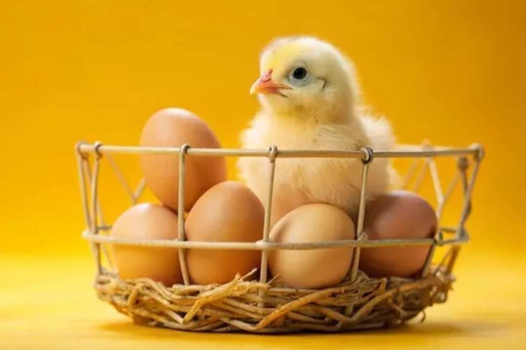 小さな鶏と卵 オンラインパズル