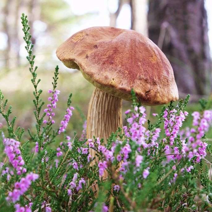 ヘザーの中のハンサムなボリーテ オンラインパズル